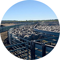 Livestock Handline Solutions 1